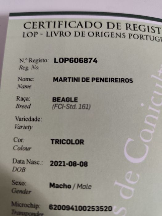 Beagle tricolor lop e afixo