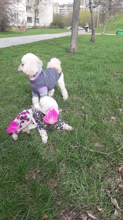 Чудесные щенки пуделята ищут семью