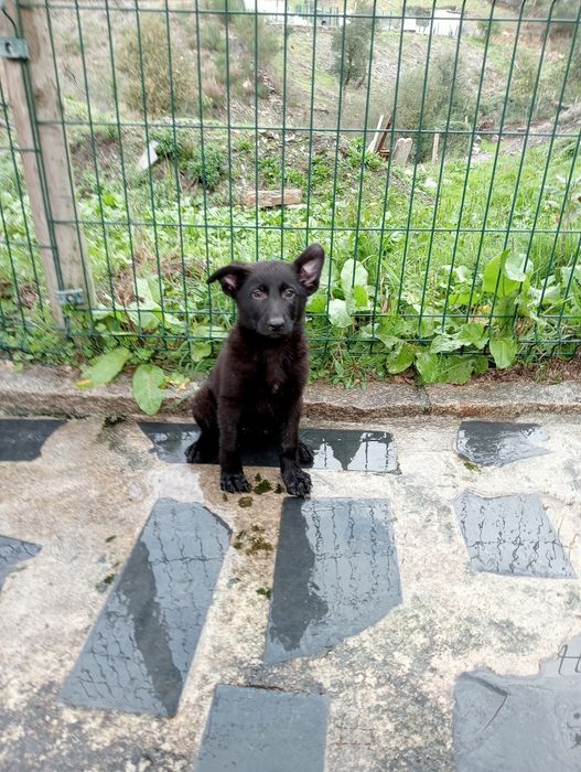 Pastor alemão preto   cachorro