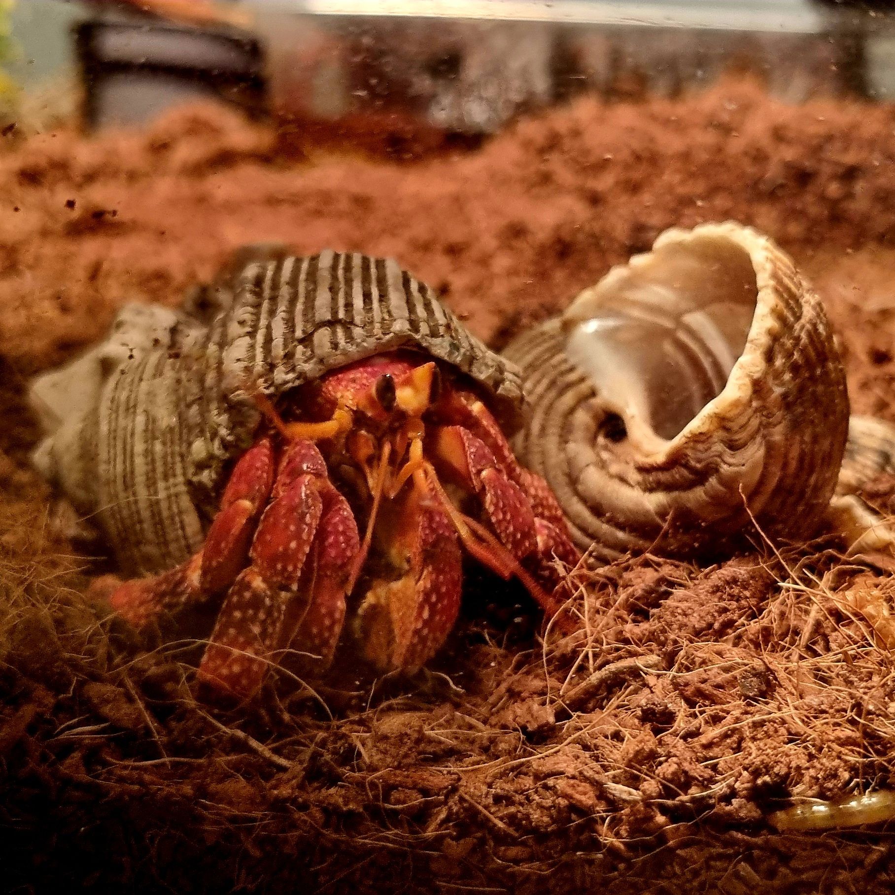 Krab pustelnik czerwony (Coenobita perlatus strawberry)