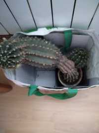 Duży kaktus  tanio!
