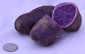 Batatas Pretas pra semear UMA ESPECIALIDADE Adaptado ao nosso clima