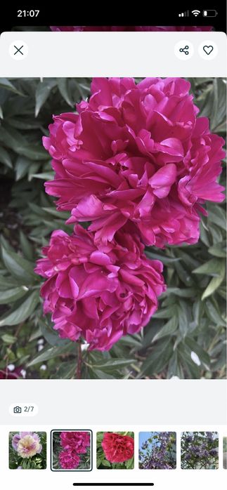 Павловния,Лиана Кампсис,Пионы розовые,красные,белые