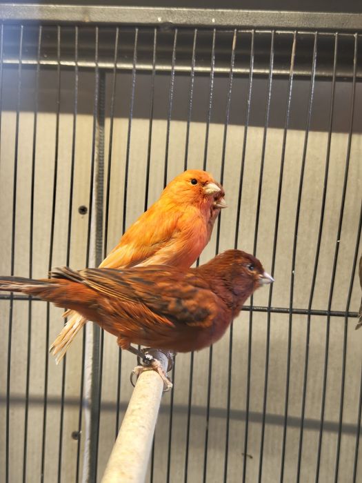 Kanarki z własnej hodowli. Samce