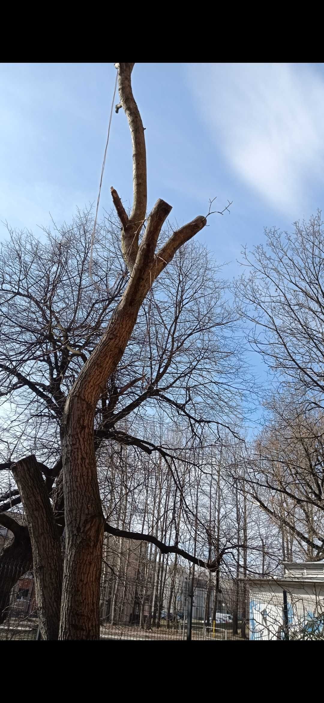 Przycinanie drzew, krzewów, wycinanie w całości z wywozem.