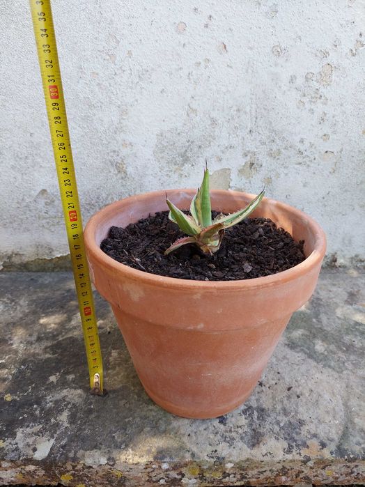 Agave lophantha tricolor