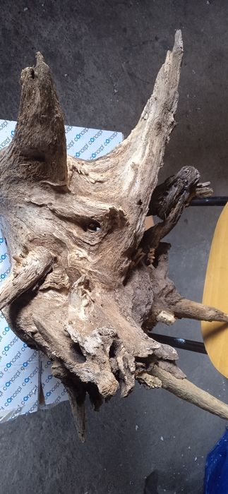 Korzeń dębowy suchy