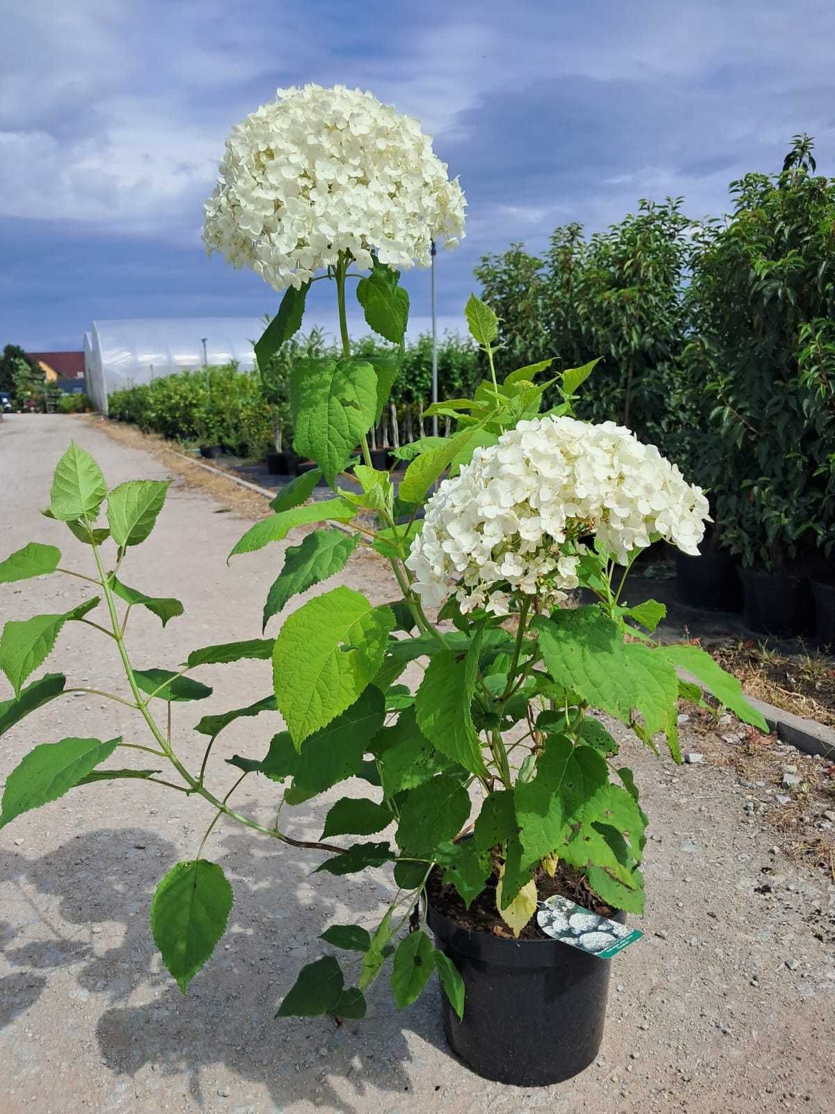 Hortensja krzewiasta Annabelle WYSYŁKA