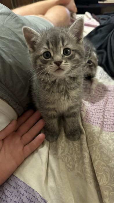 Прямовуха дівчинка