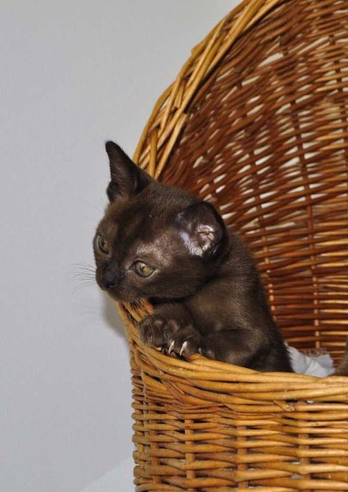 Питомник Бурманских кошек