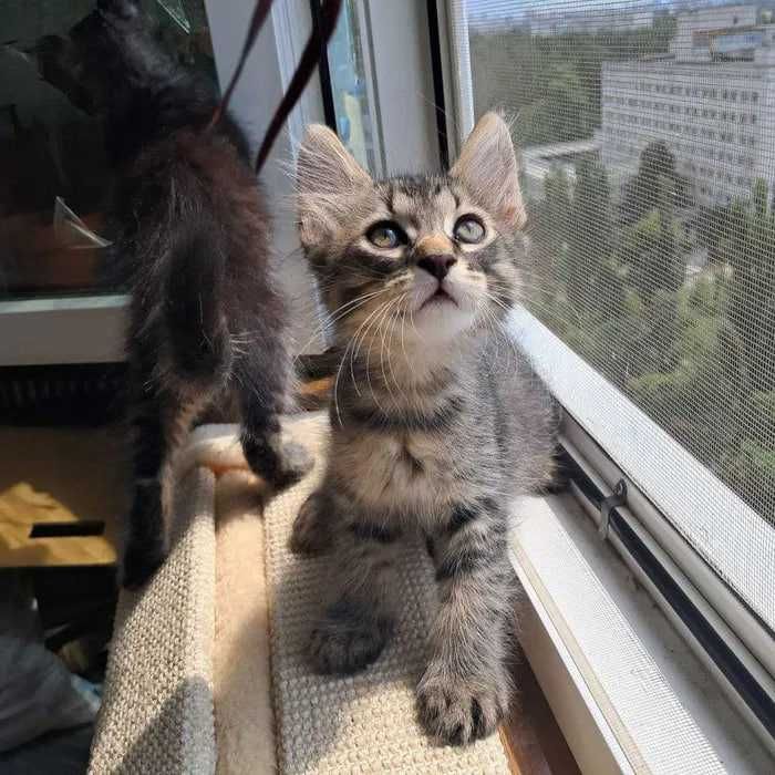 Сибирские котята ищут хозяина для счастливой совместной жизни )