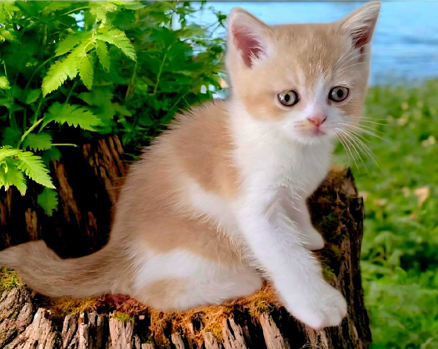 British Shorthair bicolor creme com Lop