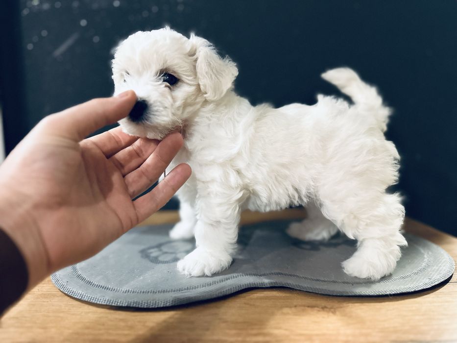 Bichon Frise szczenięta FCI – rezerwacje otwarte