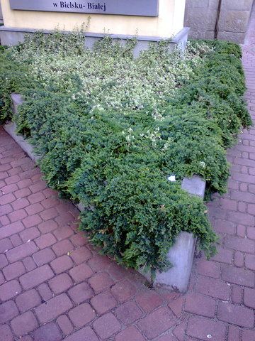 Jałowiec płożący wiltonii niebieski na skarpy rabaty