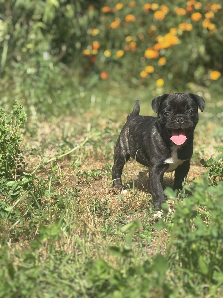 Frienche Pug  (buldog francuski , Mops)