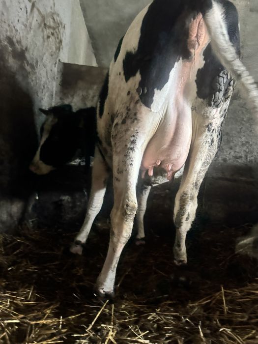 Sprzedam jałówkę wysokocielną