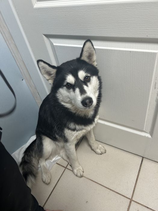 Хаски бескаштовно в добрі руки