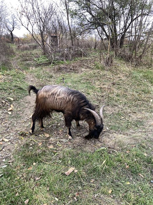 Цап, козел Ламанча