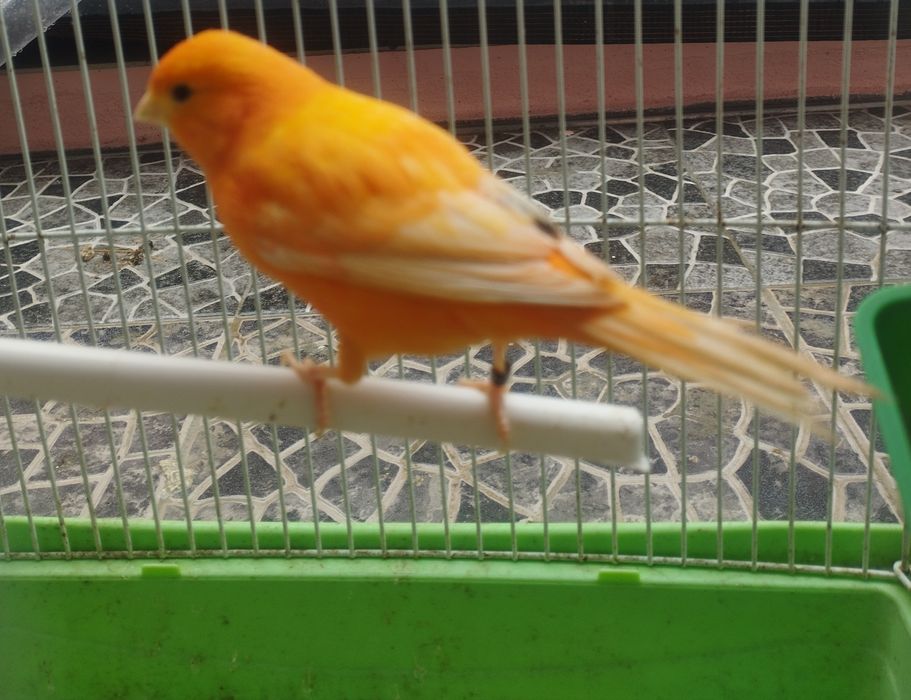 Canário macho 2025 cantor