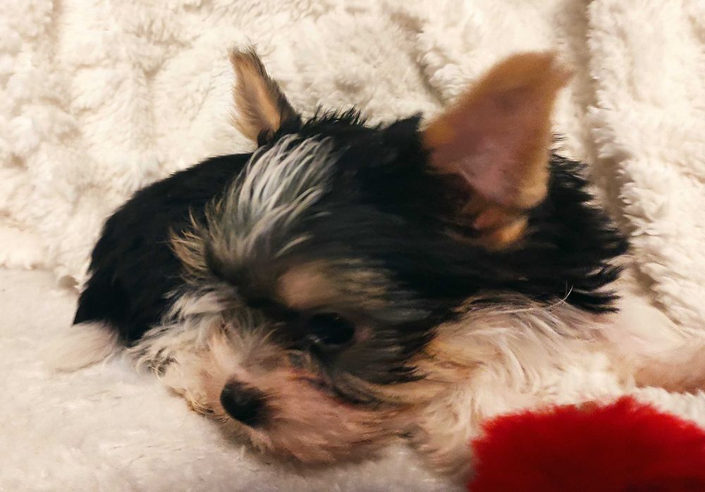 yorkshire terrier biewer trikolor mini