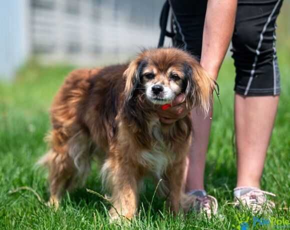 Kochany, starszy psiak PITER szuka nowego domku!