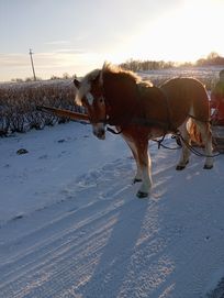 Źrebica zimnokrwista  księga wstępna