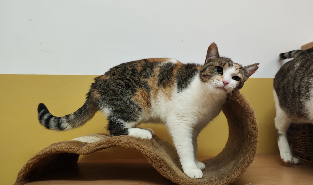 Czy cudowna Taśka ma w ogóle szansę na adopcje?