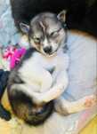 Siberian Husky po pracujących rodzicach Doskonała socjalizacja