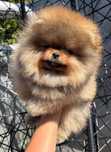 Suczka FCI zkwp Pomeranian szpic miniaturowy