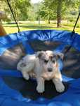 Border collie / blue merle / ZKwP