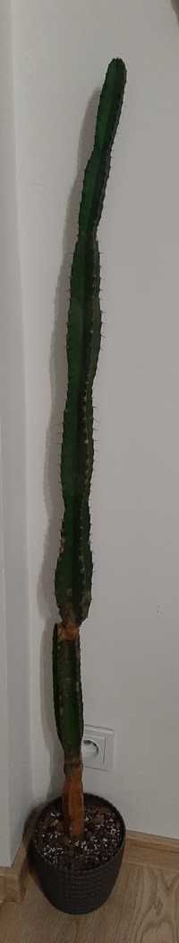 Kaktus duży 132cm, syngonium