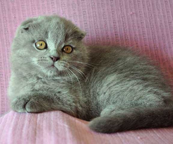 Вислоухий голубой котенок девочка