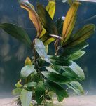 Bucephalandra Aegis