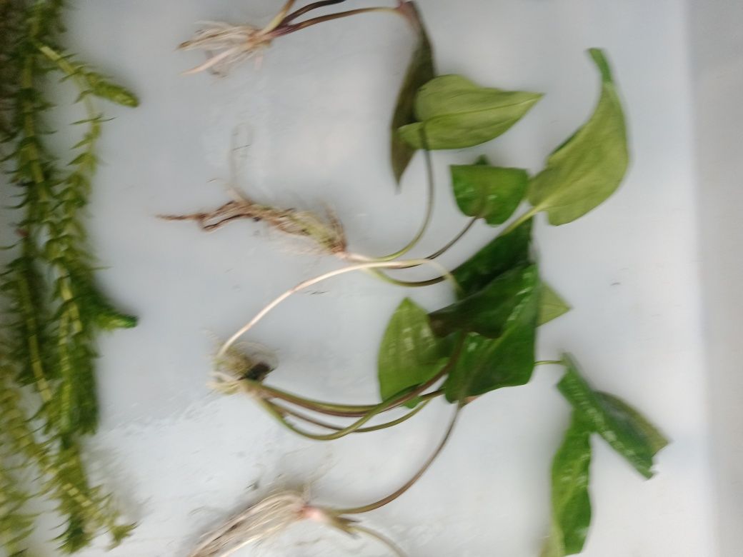 Kryptokoryna pontederiifolia roślinka akwariowa