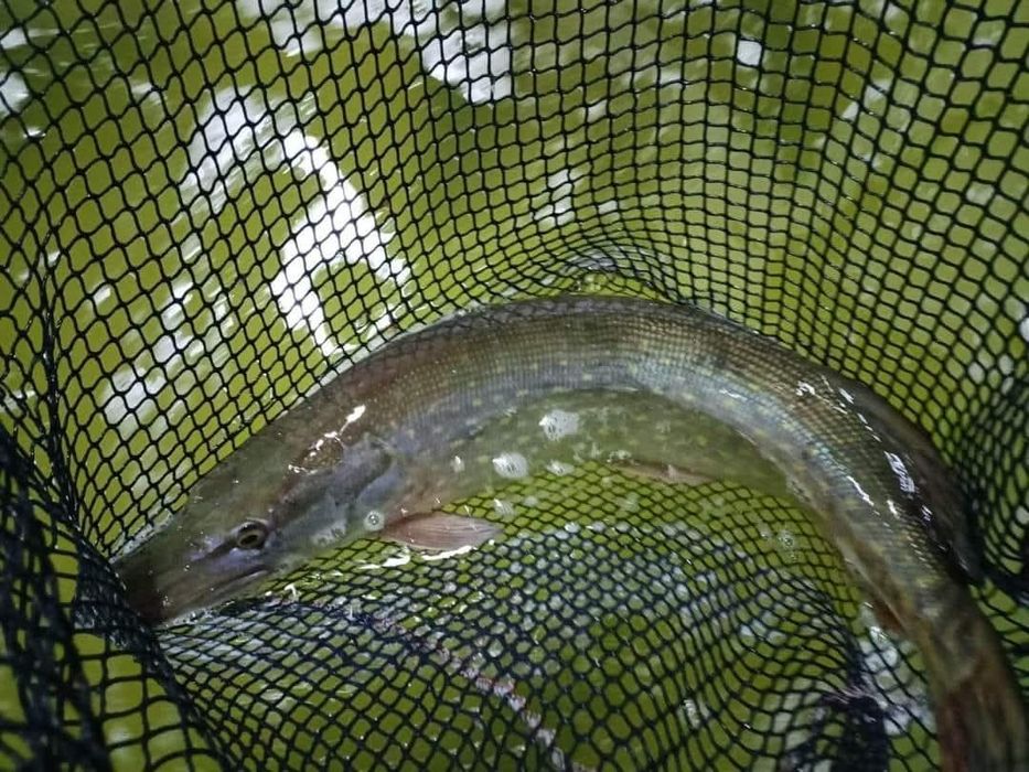 Karp amur szczupak pstrąg sum sandacz Jesiotr węgorz