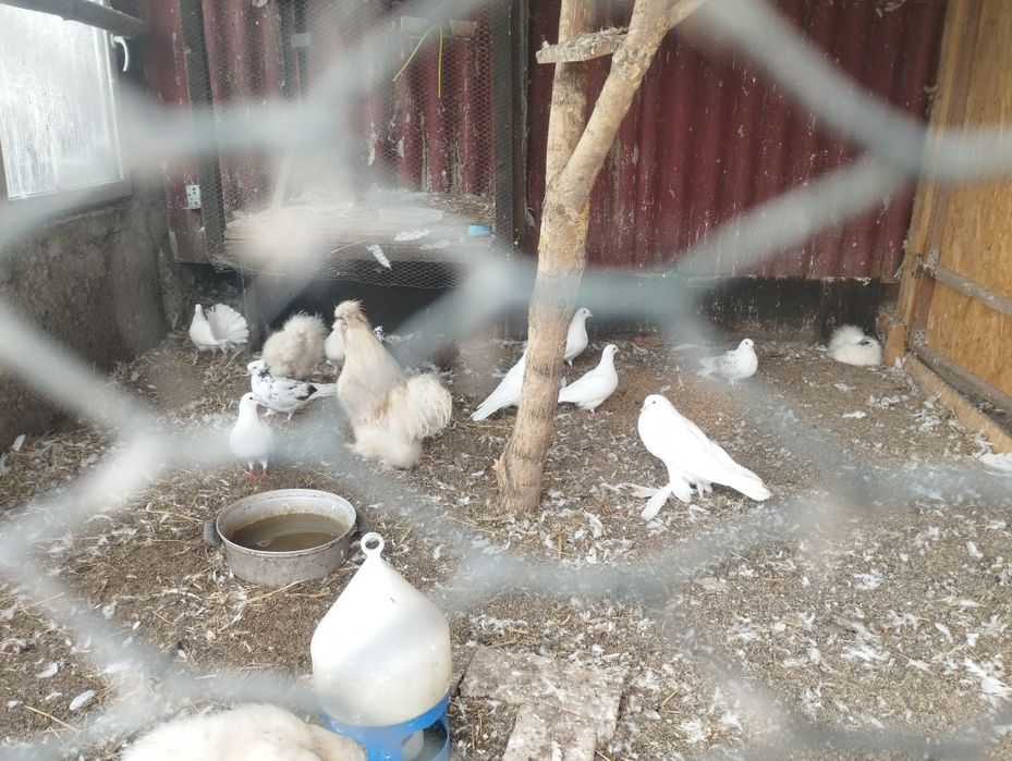 Gołąbki Gołębie mix