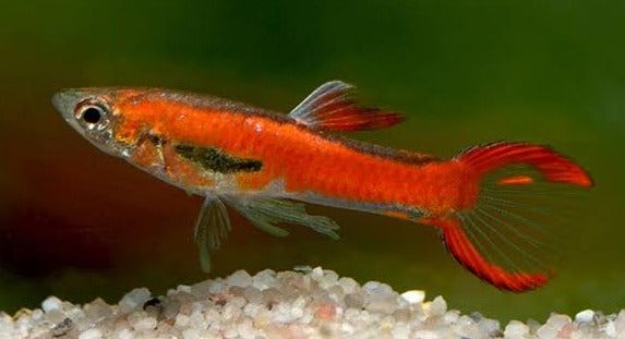 Endler Red Scarlett