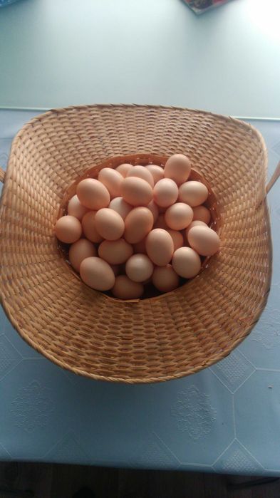 Kurki zielononóżki kuropatwiane 8 tygodni, inne rasy, jajka lęgowe