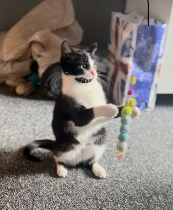 Czarno-biała słodkość! Za darmo! Z dowozem na terenie całej Polski!