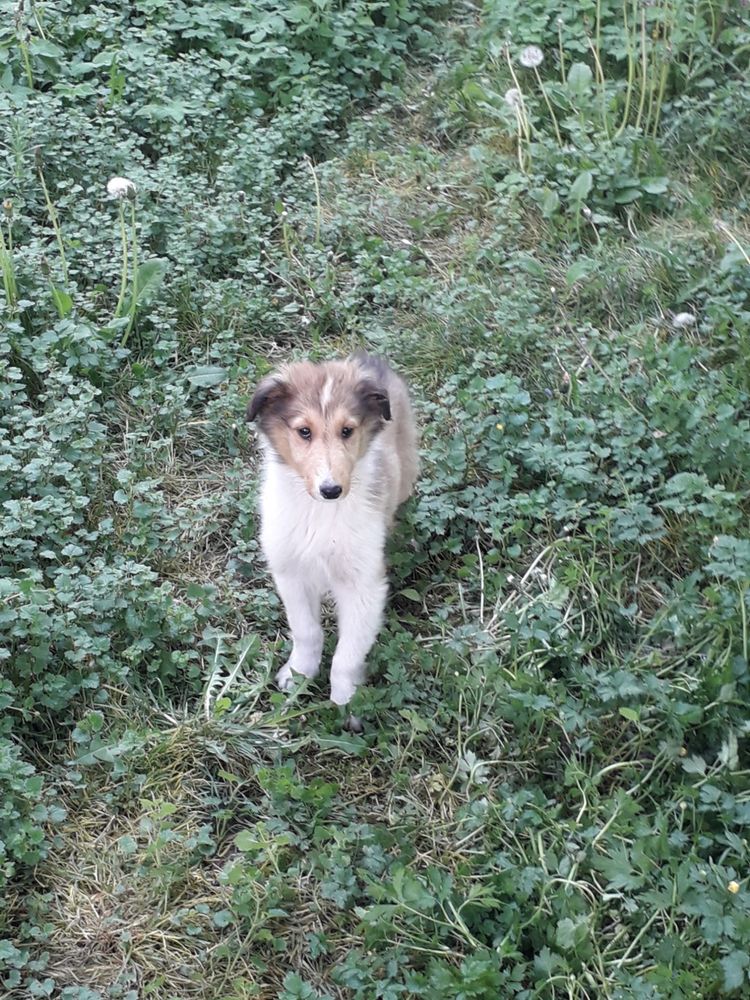 Owczarek Szkocki Collie Pies