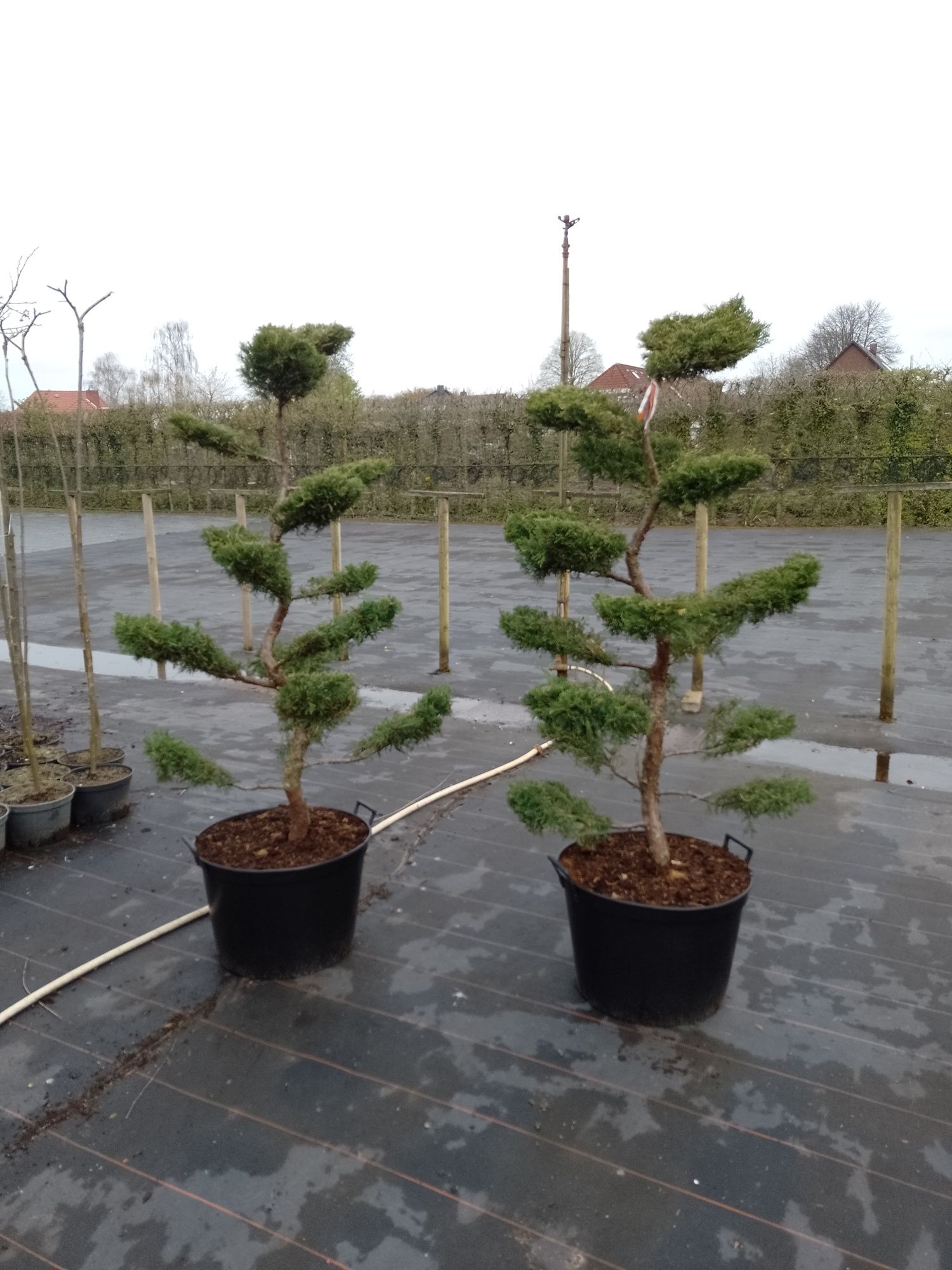 Jałowiec pfizeriana Aurea i mint julep bonsai