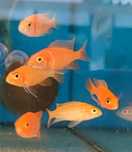 Aulonocara fire fish wybarwiona Aquafizz Creative