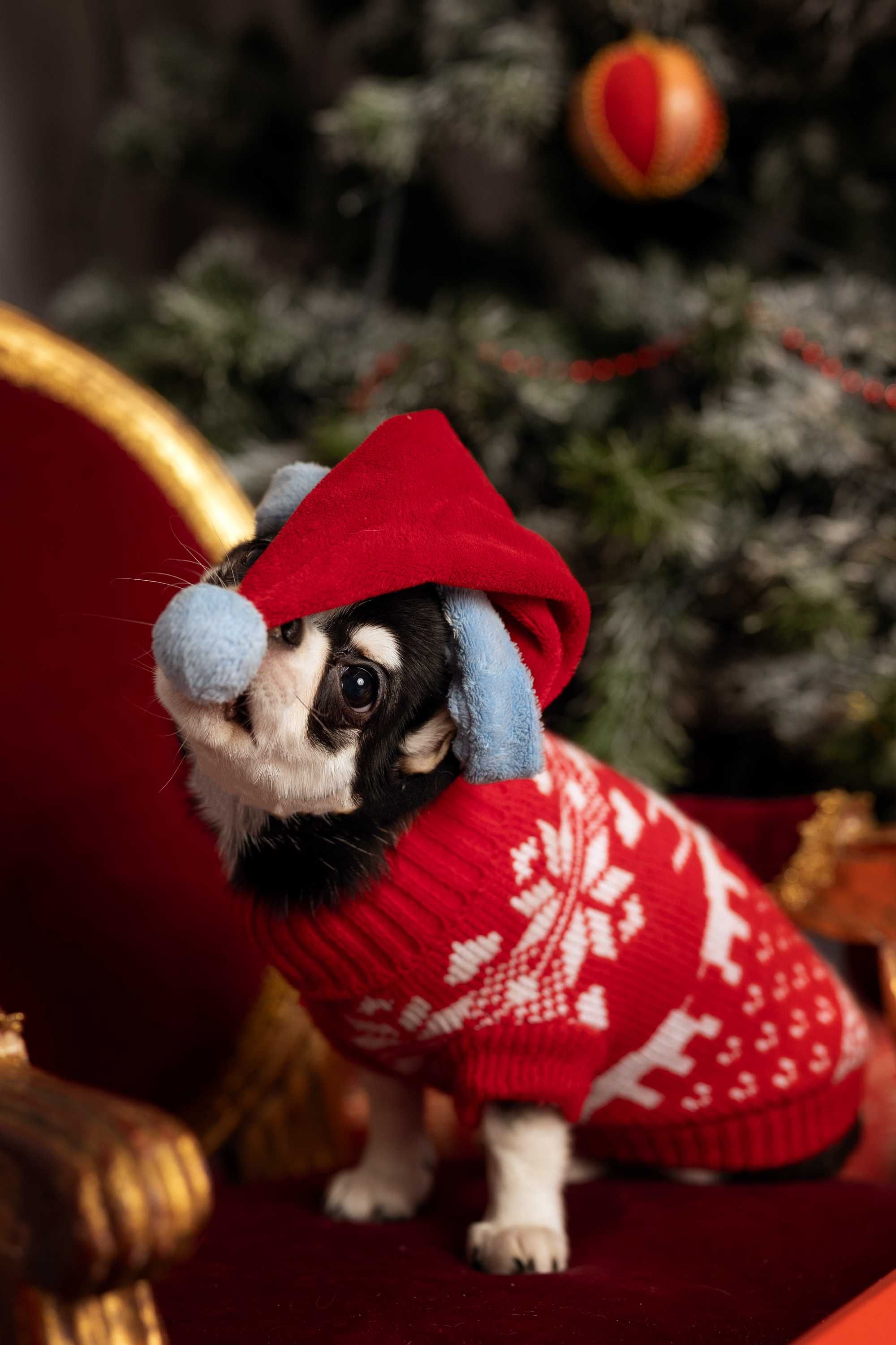 Chihuahua piękna sunia kolor huski