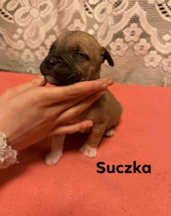 oddam w dobre ręce szczeniaki rasy pitbull