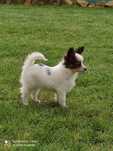Papillon spaniel kontynentalny