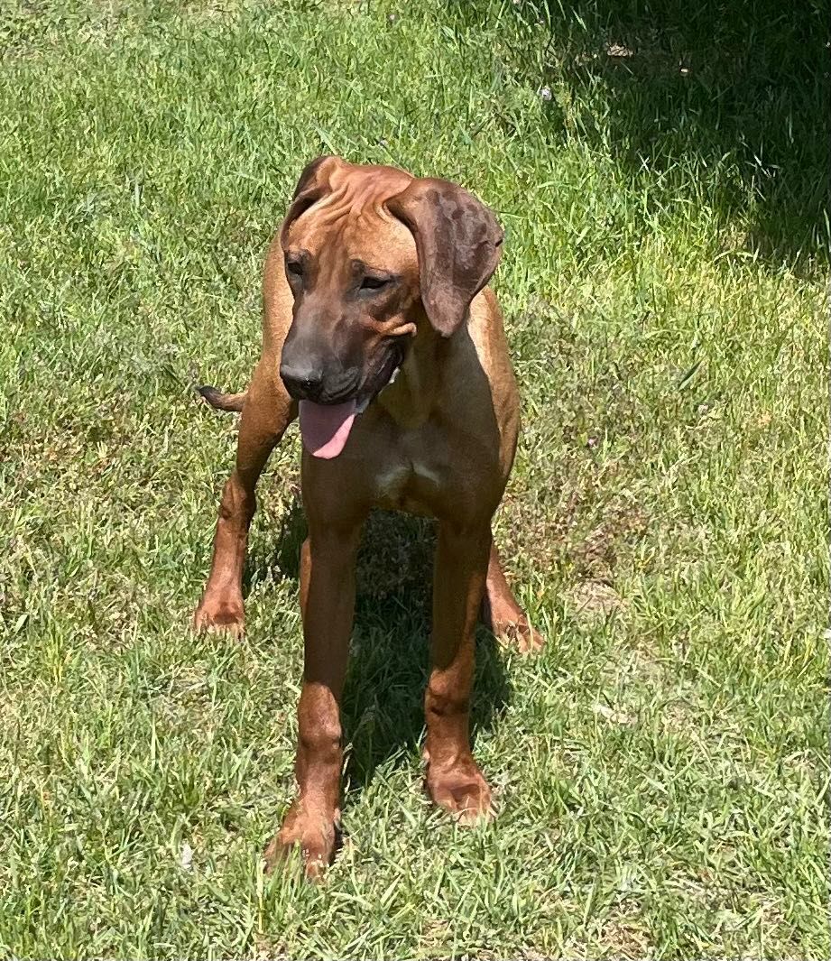 Rhodesian Ridgeback LIKWIDACJA HODOWLI HURYS wybitnie wystawowa suczka