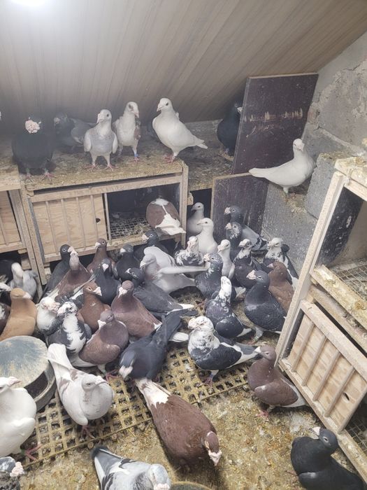 Gołębie staropolskie