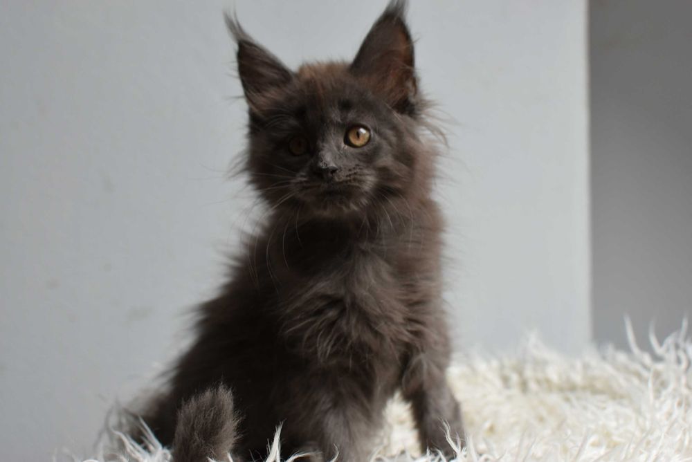 Kotka Maine Coon /Rodowód FPL