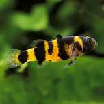Gobby abelha peixe