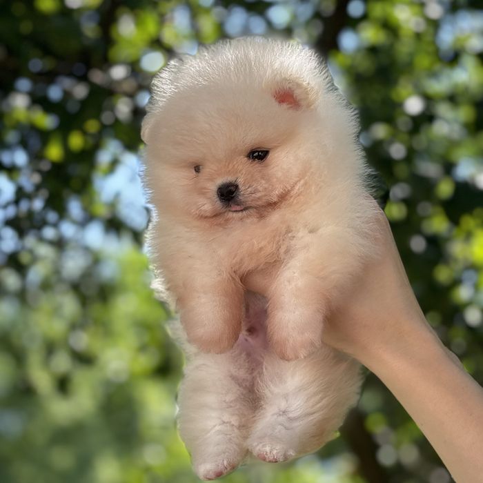 ляльковий Ведмедик шок классу